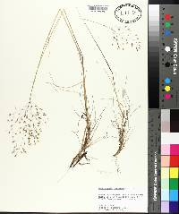 Deschampsia flexuosa image