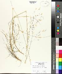 Deschampsia flexuosa image