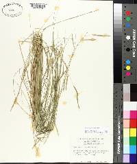 Spartina patens image