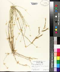 Spartina patens image