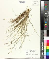 Spartina patens image