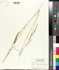 Spartina patens image