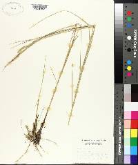 Spartina patens image