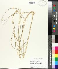 Spartina patens image