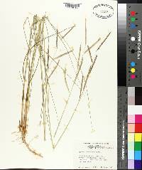 Spartina patens image