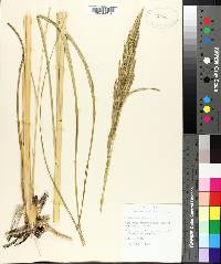 Spartina pectinata image