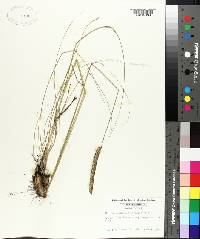 Ctenium aromaticum image