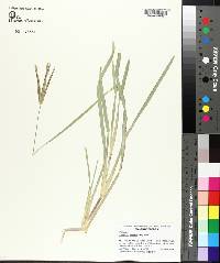 Eustachys petraea image