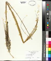 Spartina alterniflora image