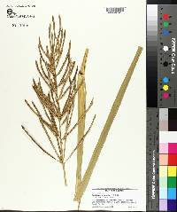 Spartina cynosuroides image