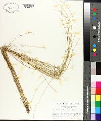 Spartina patens image