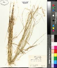 Spartina patens image