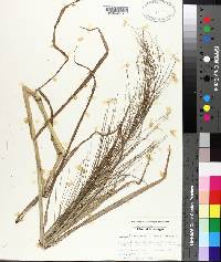 Leptochloa panicea image