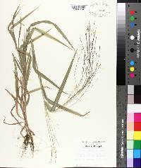 Leptochloa panicea image