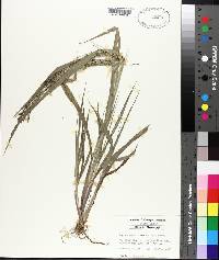 Leptochloa panicea image