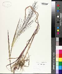 Leptochloa panicea image