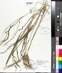 Leptochloa panicea image