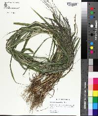 Leptochloa panicea image