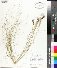 Eragrostis capillaris image