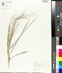 Eragrostis capillaris image