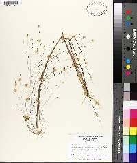 Eragrostis elliottii image