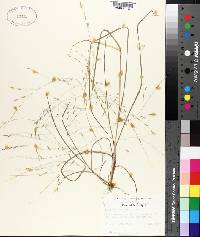 Eragrostis elliottii image