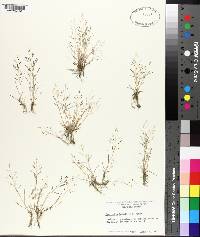 Eragrostis frankii image