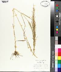 Eragrostis japonica image