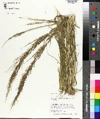 Eragrostis japonica image