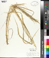 Eragrostis japonica image