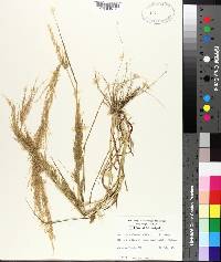 Eragrostis japonica image