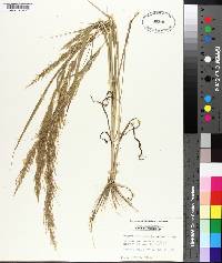 Eragrostis japonica image