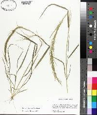 Eragrostis japonica image