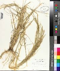 Eragrostis japonica image