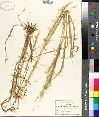 Eragrostis japonica image