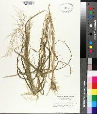 Eragrostis japonica image