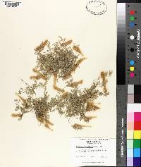 Eragrostis hypnoides image