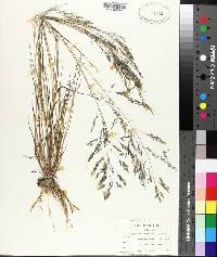 Eragrostis nutans image