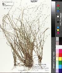 Eragrostis refracta image