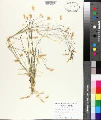 Eragrostis refracta image