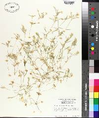 Eragrostis reptans image