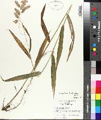 Chasmanthium latifolium image