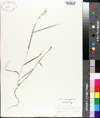 Uniola ornithorhyncha image