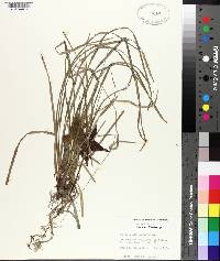 Uniola ornithorhyncha image