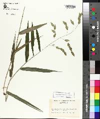 Chasmanthium latifolium image