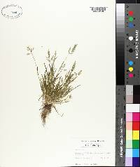 Poa annua image