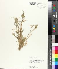 Poa arachnifera image