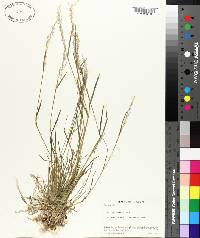 Poa sylvestris image