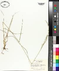 Festuca paradoxa image