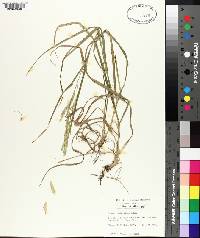 Bromus catharticus image